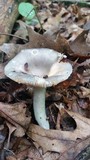 Russula redolens image