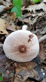 Agaricus vinosobrunneofumidus image