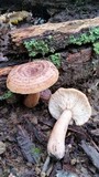 Lactarius quietus var. incanus image