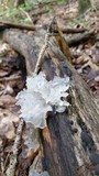 Tremella fuciformis image