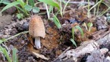 Coprinellus domesticus image