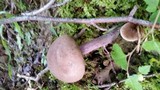 Tylopilus plumbeoviolaceus image