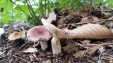 Russula mariae image
