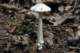 Amanita eliae image