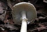 Amanita eliae image