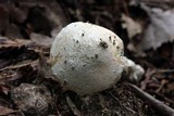 Amanita eliae image