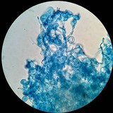 Amanita eliae image