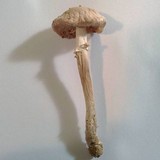 Amanita eliae image