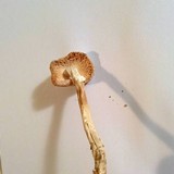 Amanita eliae image