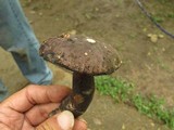 Tylopilus alboater image