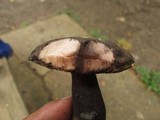 Tylopilus alboater image