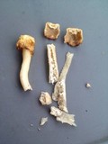 Verpa conica image