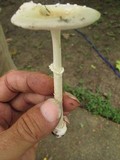 Amanita multisquamosa image