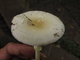 Amanita multisquamosa image