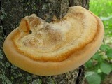 Inonotus hispidus image
