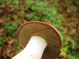 Tylopilus rubrobrunneus image