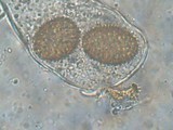 Tuber ferrugineum image