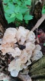 Ductifera pululahuana image