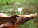 Tetrapyrgos nigripes image