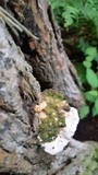 Oxyporus populinus image
