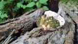 Oxyporus populinus image