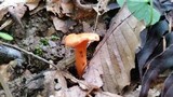 Cantharellus corallinus image