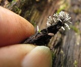 Arcyria cinerea image