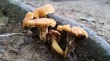Cantharellus lateritius image
