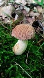 Boletus hortonii image