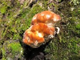 Fomitopsis spraguei image