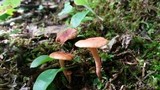 Lactarius camphoratus image