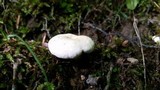 Lactarius piperatus image