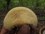 Spongipellis unicolor image
