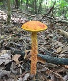 Heimioporus betula image