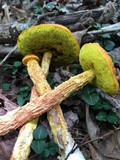 Heimioporus betula image
