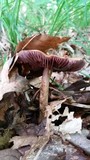 Cortinarius corrugatus image