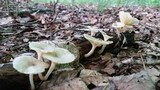 Chrysomphalina strombodes image