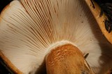 Tricholoma aurantium image