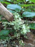 Parmotrema reticulatum image