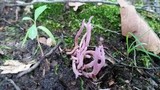 Clavaria zollingeri image