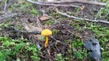 Cantharellus minor image