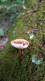 Crinipellis zonata image