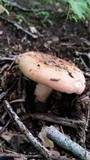 Russula compacta image
