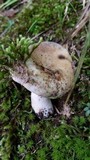 Russula dissimulans image