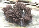 Stemonitis splendens image