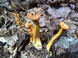 Cantharellus ignicolor image