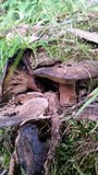 Russula dissimulans image