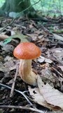 Boletus longicurvipes image