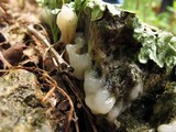Helvellosebacina concrescens image