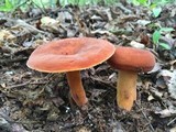 Lactarius volemus image